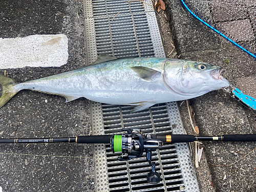 メジロの釣果