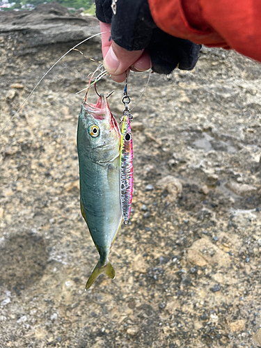 ワカシの釣果