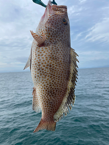 オオモンハタの釣果