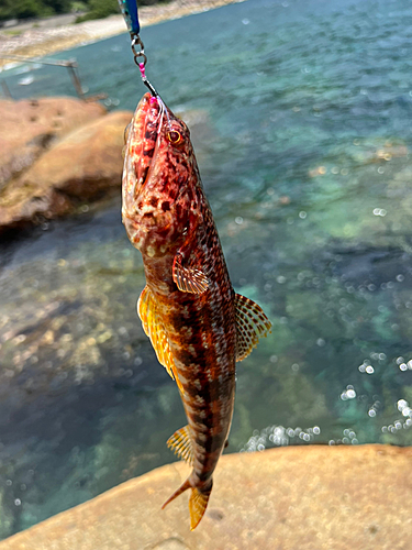 アカエソの釣果