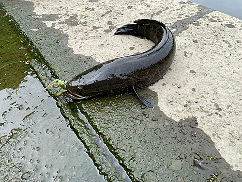 ブラックバスの釣果