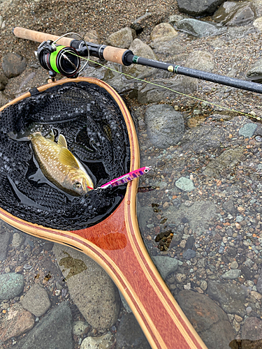 アメマスの釣果