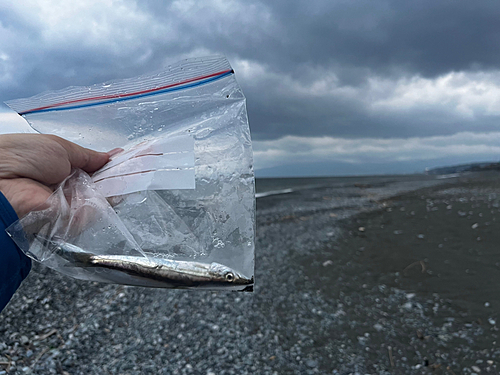 アカカマスの釣果