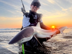 サメの釣果