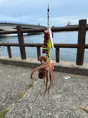 タコの釣果