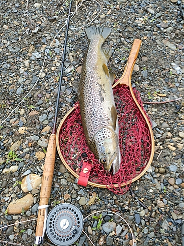 ブラウントラウトの釣果