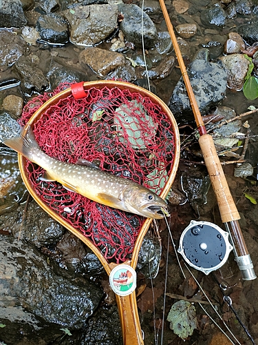 イワナの釣果