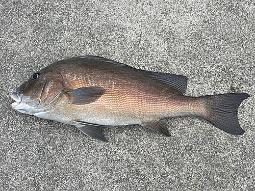 コロダイの釣果