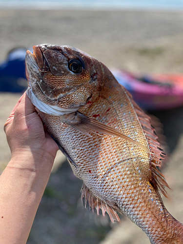 マダイの釣果