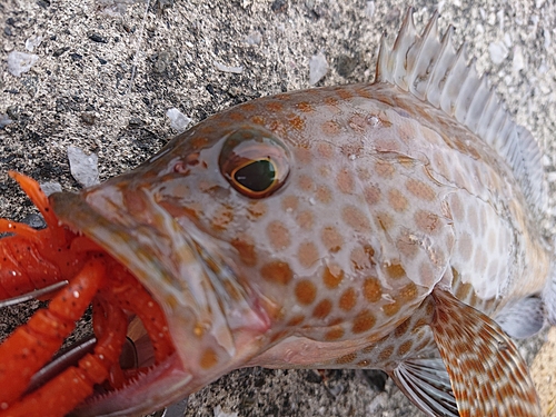 オオモンハタの釣果