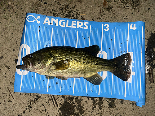 ブラックバスの釣果