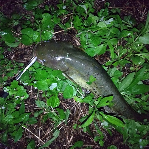 マナマズの釣果