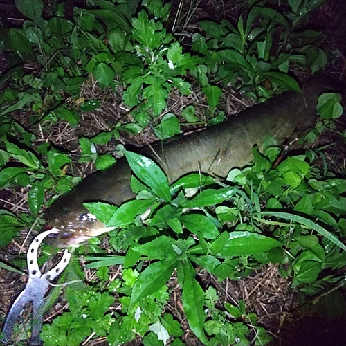 マナマズの釣果