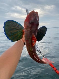 ホウボウの釣果