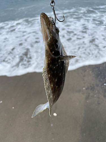 ソゲの釣果