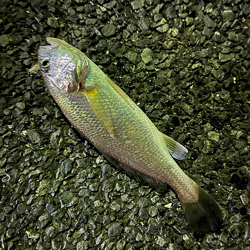 イシモチの釣果