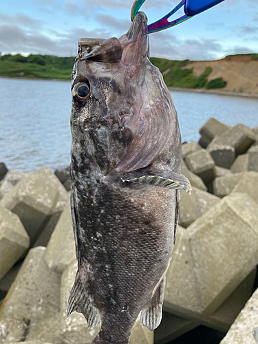 クロソイの釣果