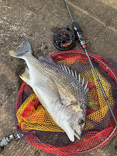 キビレの釣果