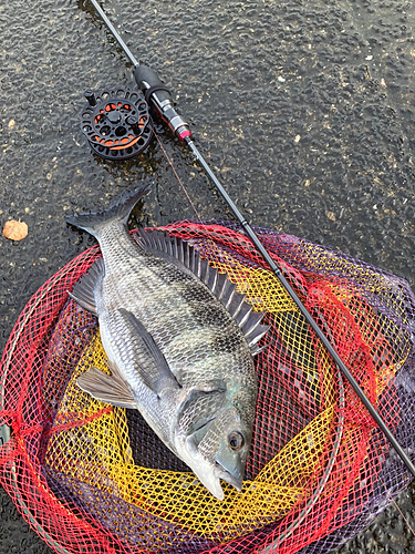 クロダイの釣果