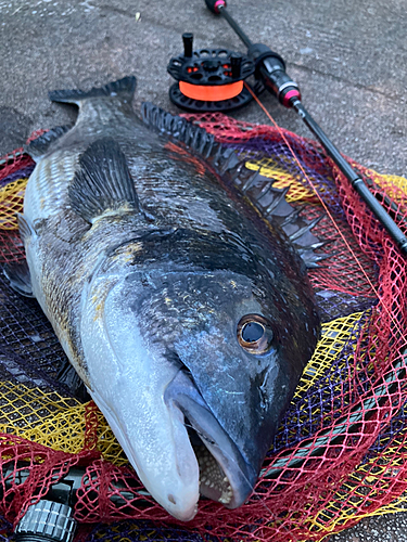 クロダイの釣果