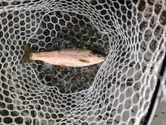 ニジマスの釣果