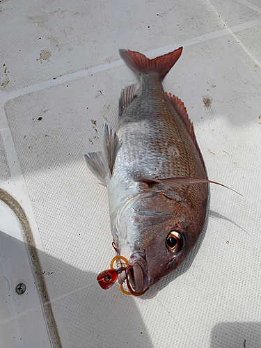 マダイの釣果