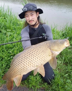 コイの釣果