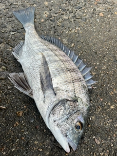 クロダイの釣果