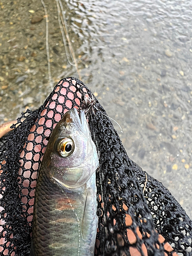 オイカワの釣果