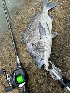 クロダイの釣果