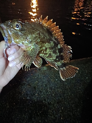 カサゴの釣果