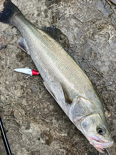 スズキの釣果