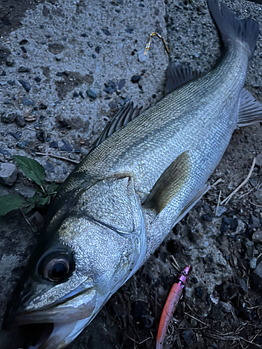 スズキの釣果