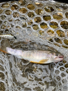 イワナの釣果