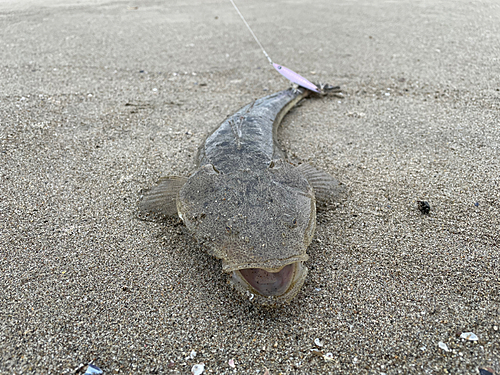 マゴチの釣果