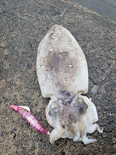 モンゴウイカの釣果