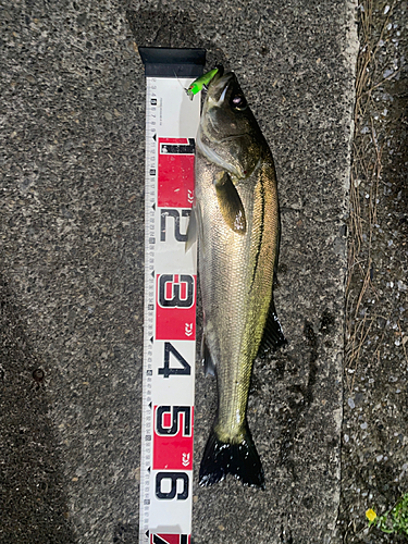 シーバスの釣果