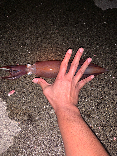 ケンサキイカの釣果