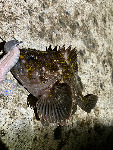 オウゴンムラソイの釣果