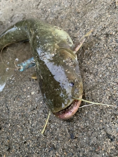 ナマズの釣果