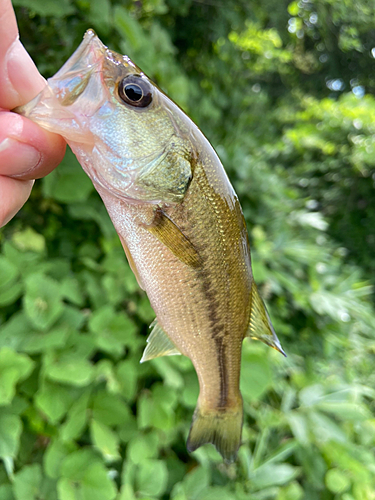 ラージマウスバスの釣果