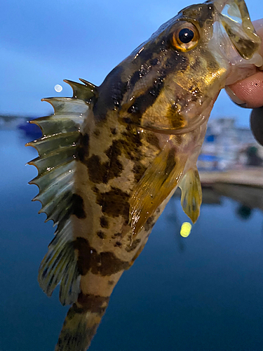 タケノコメバルの釣果