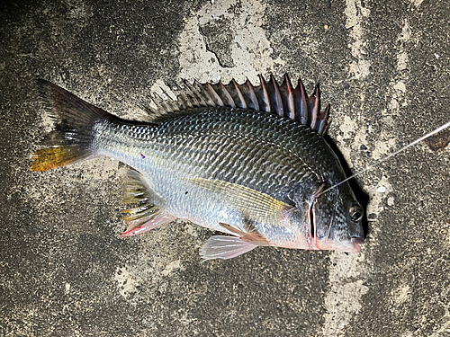 クロダイの釣果