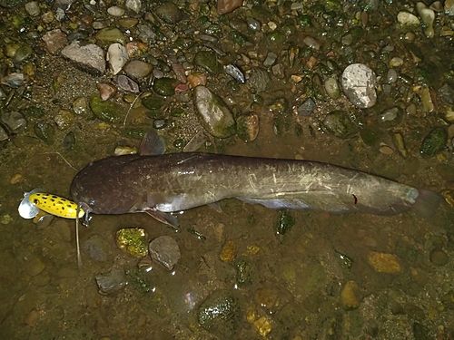 ナマズの釣果