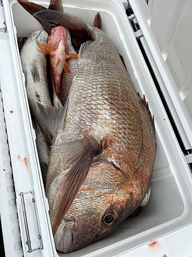 マダイの釣果