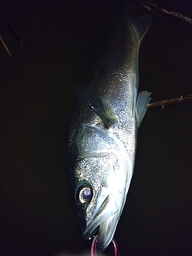 テナガエビの釣果