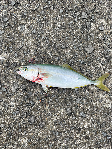 ワカシの釣果