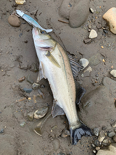 セイゴ（マルスズキ）の釣果