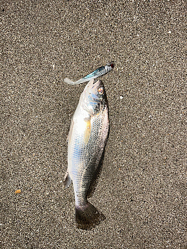 イシモチの釣果