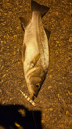 ヒラスズキの釣果